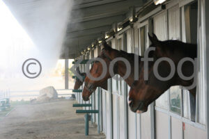 Equestrian Cooling Systems