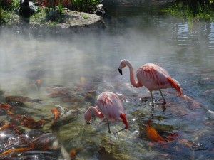 bird-cooling-misting