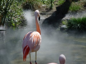 Animal Misting