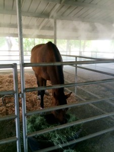 Our equestrian friends know exactly where to hang out