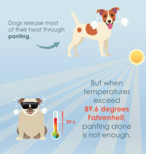 how does the heat affect dogs