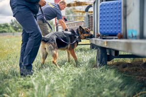 Canine Heat Stress Can be Avoided With Misting Systems