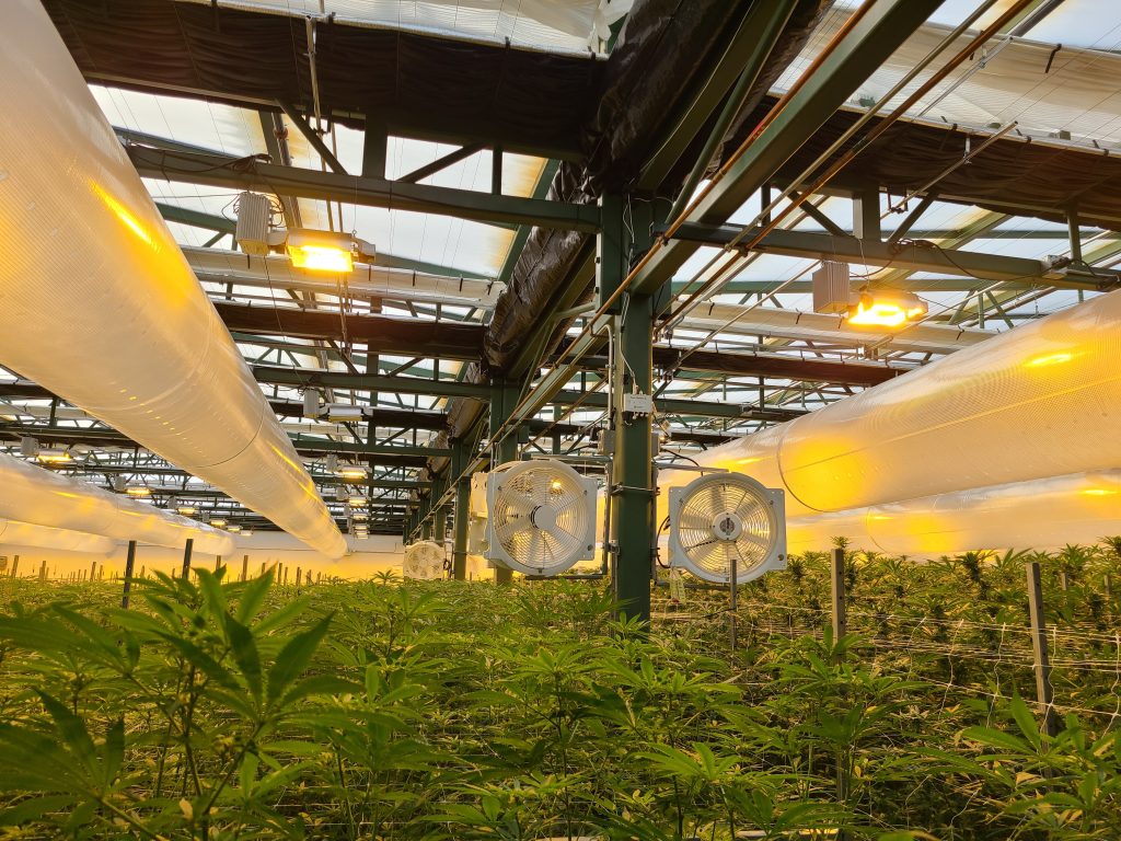 cannabis cultivation VPD