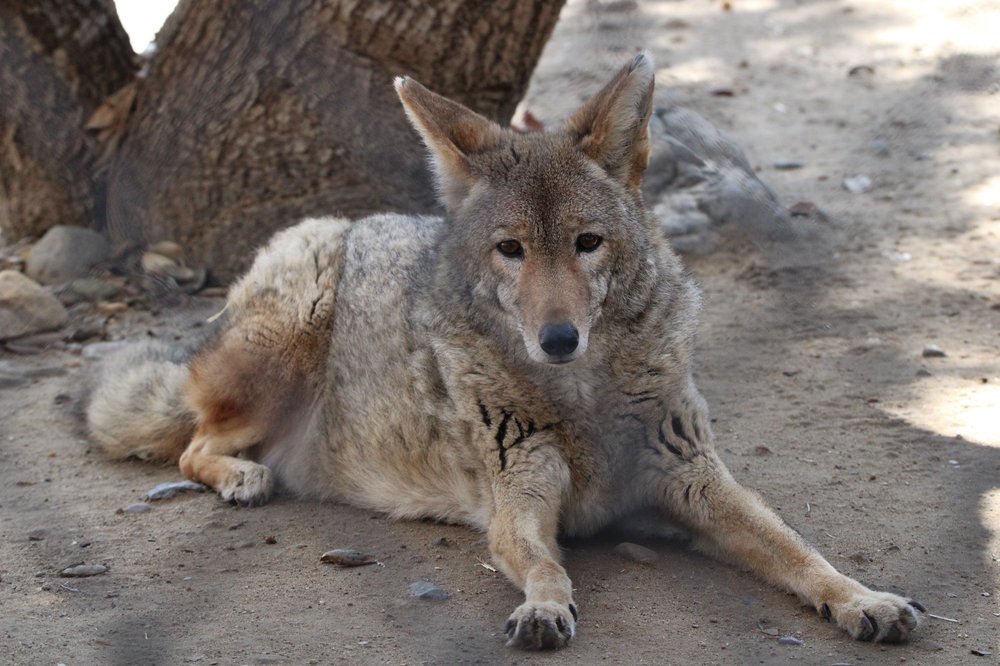 Outdoor Misters Cool At The Orange County Zoo - Koolfog.com